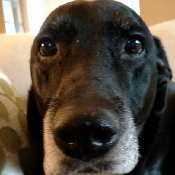 Meet your Posher, Diane - Picture 1 of 1